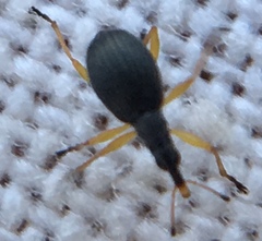 Protapion nigritarse