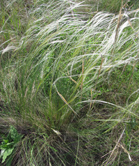 Stipa ucrainica