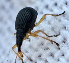 Protapion nigritarse