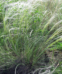 Stipa dasyphylla