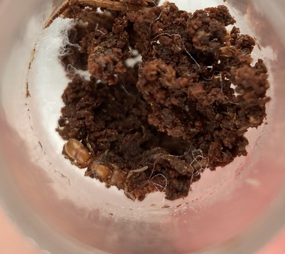 Hairy Curltail Ants