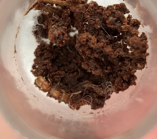 Hairy Curltail Ants