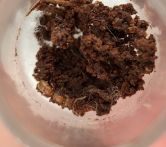 Proceratium crassicorne