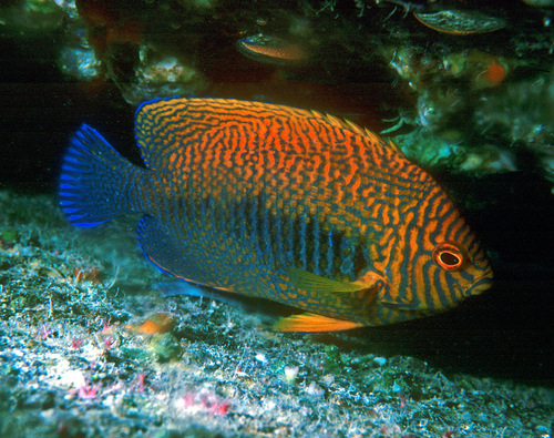 Potter's angel (Centropyge potteri) — Pomacanthidae — 2