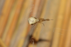 Uloborus plumipes