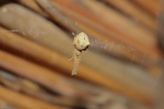 Uloborus plumipes