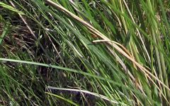 Stipa dasyphylla