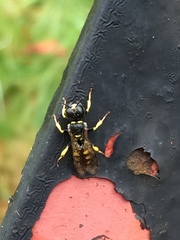 Crossocerus nitidiventris