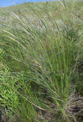Stipa dasyphylla