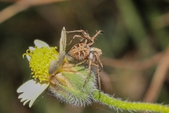 Oxyopes hoggi