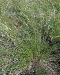Stipa ucrainica