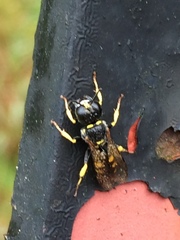 Crossocerus nitidiventris