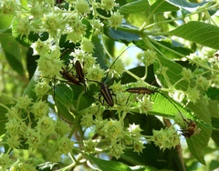 Sphaenothecus maccartyi