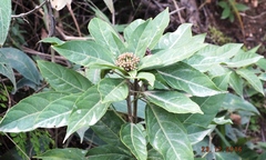 Dendropanax arboreus