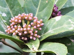 Dendropanax arboreus