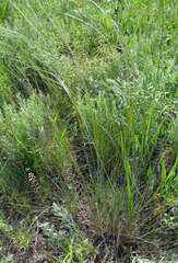 Stipa dasyphylla