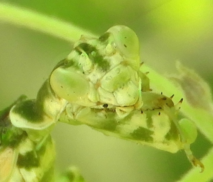 Acontista cordillerae