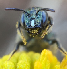 Nimble Ceratina
