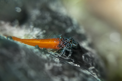 Black-tailed triplefin (Tripterygion melanurum) — Tripterygiidae