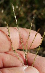 Digitaria villosa