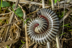 Ommatoiulus lusitanus