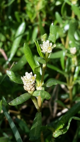 Gomphrena vermicularis, photograph 4
