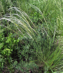 Stipa ucrainica