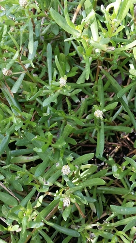 Gomphrena vermicularis, photograph 5