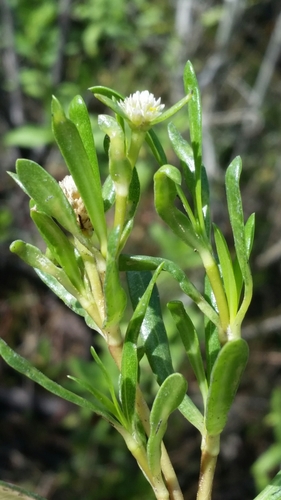 Gomphrena vermicularis, photograph 6