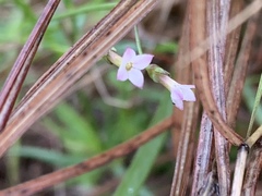 Cordylostigma virgatum