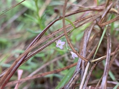 Cordylostigma virgatum