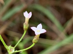 Cordylostigma virgatum