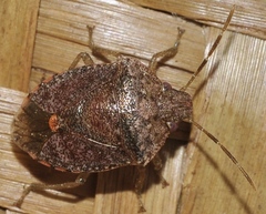 Dryadocoris apicalis