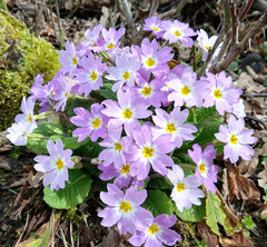 Primula vulgaris rubra