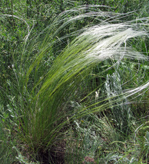 Stipa ucrainica