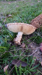 Saproamanita codinae