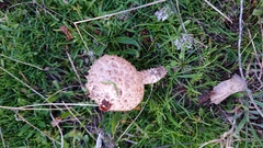 Saproamanita codinae
