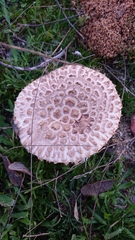 Saproamanita codinae