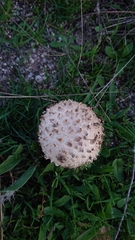 Saproamanita codinae