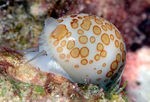 Cypraea mariae observed 2016-01-30