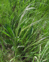 Stipa ucrainica