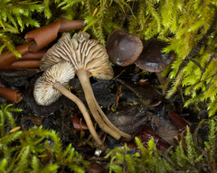 Micromphale arbuticola