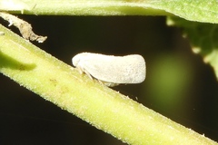 Metcalfa
