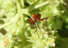 Oncopeltus guttaloides