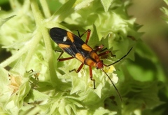 Oncopeltus guttaloides