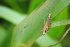 Paroxya