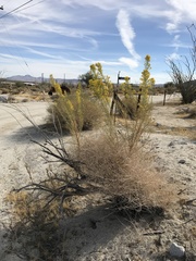 Ericameria paniculata