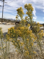 Ericameria paniculata