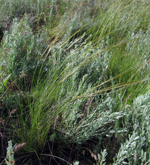 Stipa ucrainica