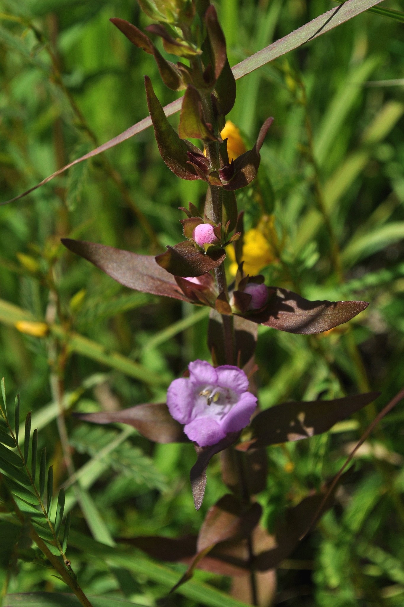 Agalinis auriculata